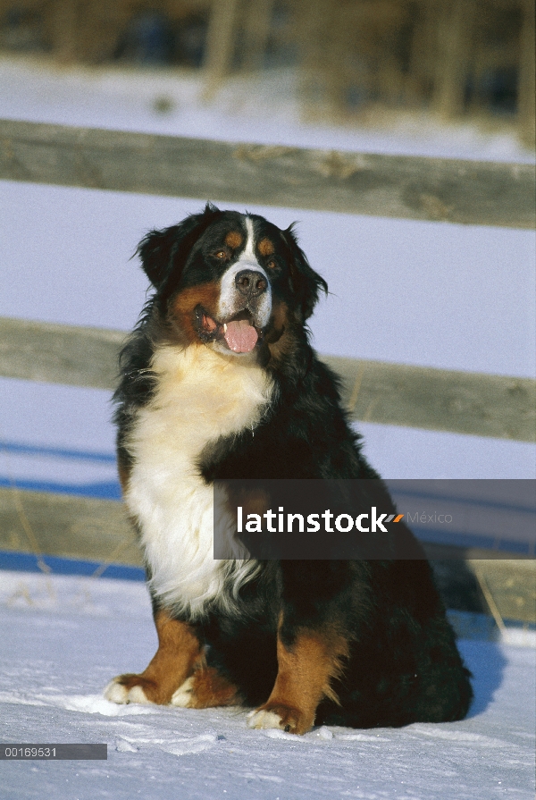 Perro (Canis familiaris) sentado en la nieve