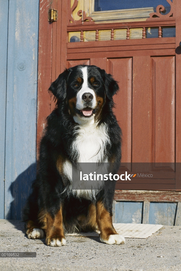 Perro (Canis familiaris) sentado en la puerta