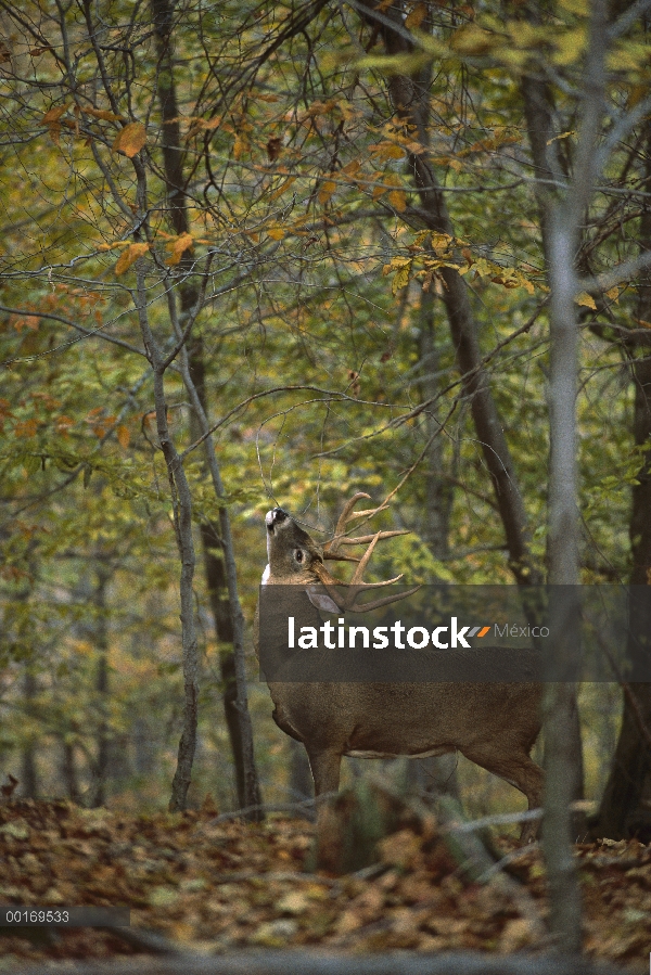 – Venado cola blanca (Odocoileus virginianus) gran buck lamedura de rama en el bosque de otoño