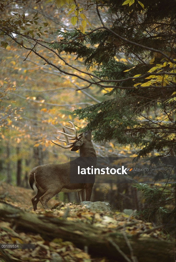 – Venado cola blanca (Odocoileus virginianus) enorme pelota lamiendo rama en bosque