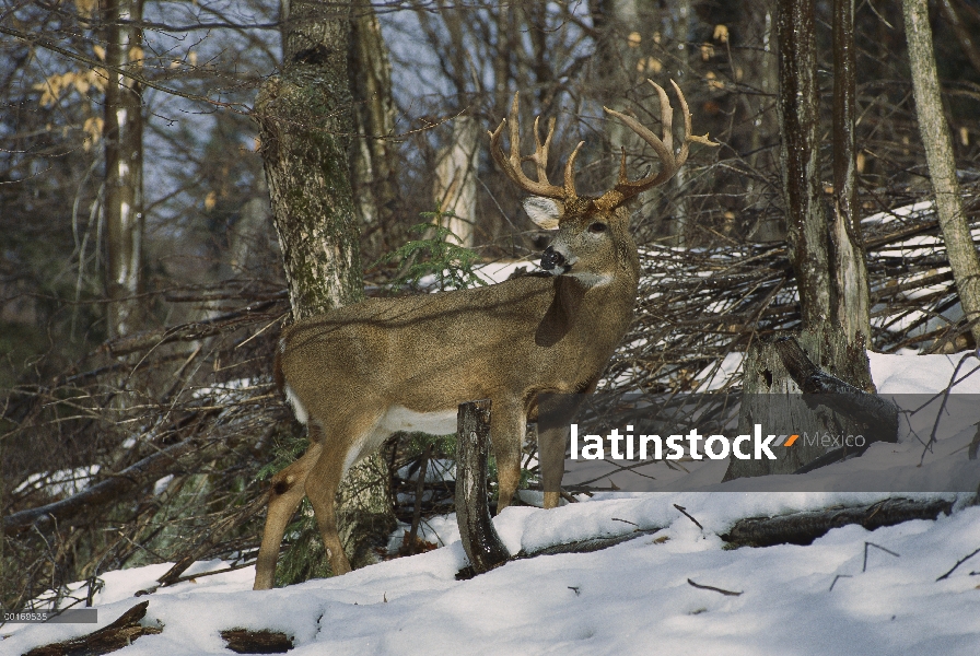 Buck grandes venados de cola blanca (Odocoileus virginianus) en bosque del invierno