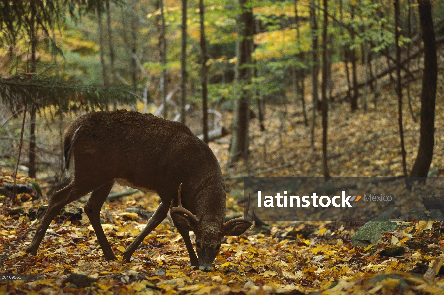 Venado de cola blanca (Odocoileus virginianus) buck alimentándose de bellotas y las tuercas de la ha