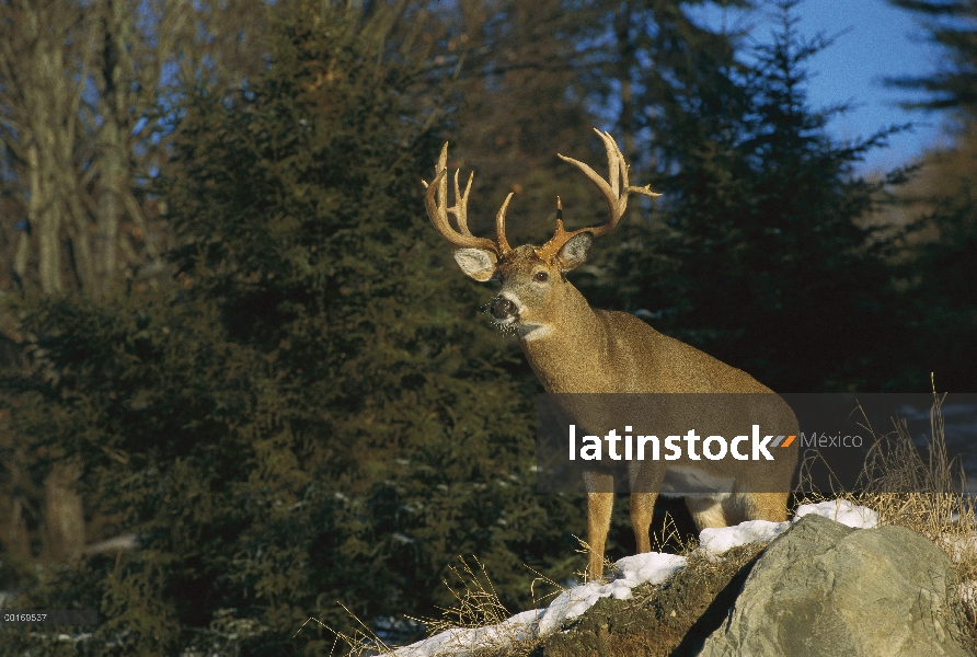 Venado de cola blanca (Odocoileus virginianus) buck grande de bosque en la primera nieve