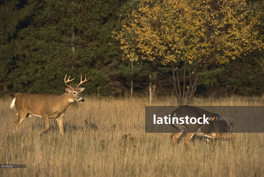 Venado de cola blanca (Odocoileus virginianus) buck a doe en estro en campo