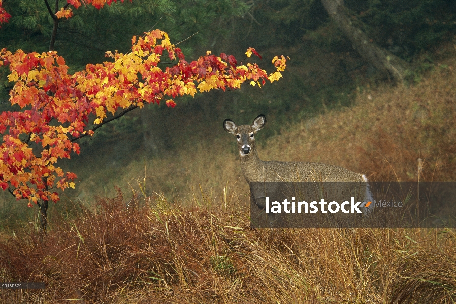 Venado de cola blanca (Odocoileus virginianus) alerta doe en otoño pastos, montañas de Adirondack, N