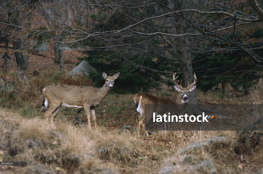 Buck de venado de cola blanca (Odocoileus virginianus) y doe en el claro del bosque