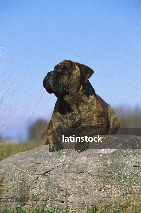 Bullmastiff (Canis familiaris) descansando sobre roca