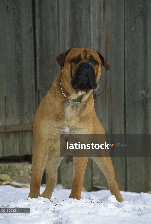 Retrato de Bullmastiff (Canis familiaris) en la nieve