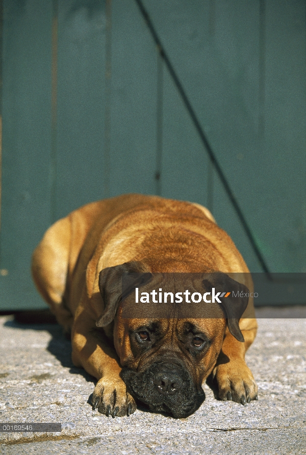 Bullmastiff (Canis familiaris) de descanso