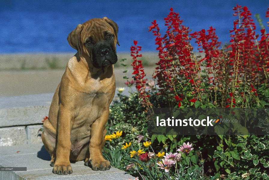 Cachorro macho de Bullmastiff (Canis familiaris) sentado al lado de flores de jardín