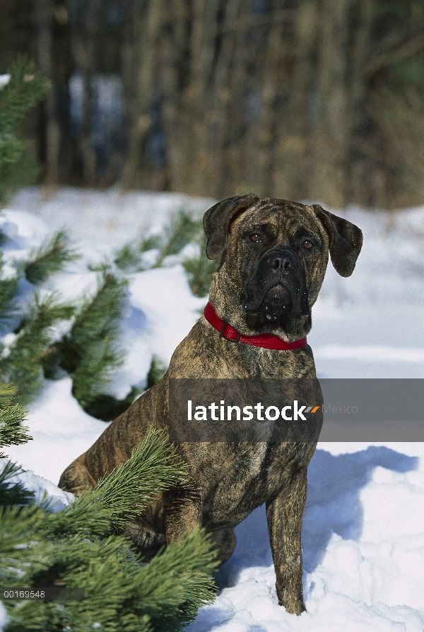 Adulto de Bullmastiff (Canis familiaris) sentado en la nieve