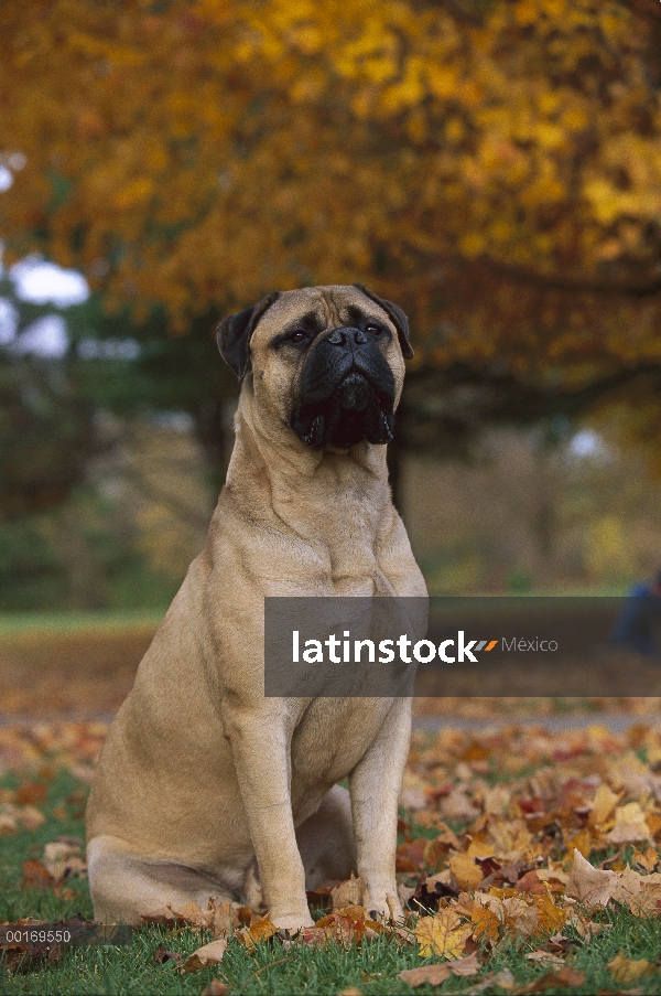 Adulto (Canis familiaris) de Bullmastiff sentarse en medio de hojas de otoño