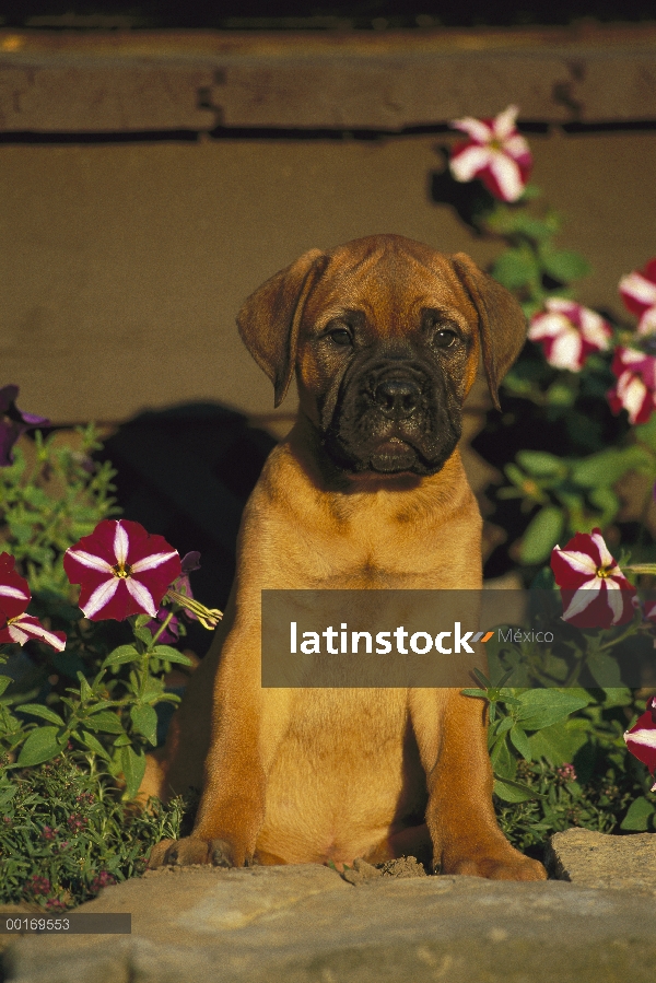 Cachorro de Bullmastiff (Canis familiaris), sentado en medio de petunias