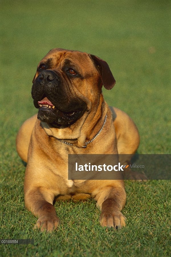 Adulto de Bullmastiff (Canis familiaris) recostado en el césped