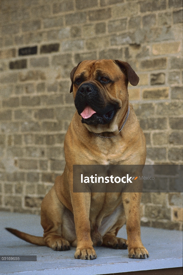 Macho adulto de Bullmastiff (Canis familiaris) sentado en cubierta