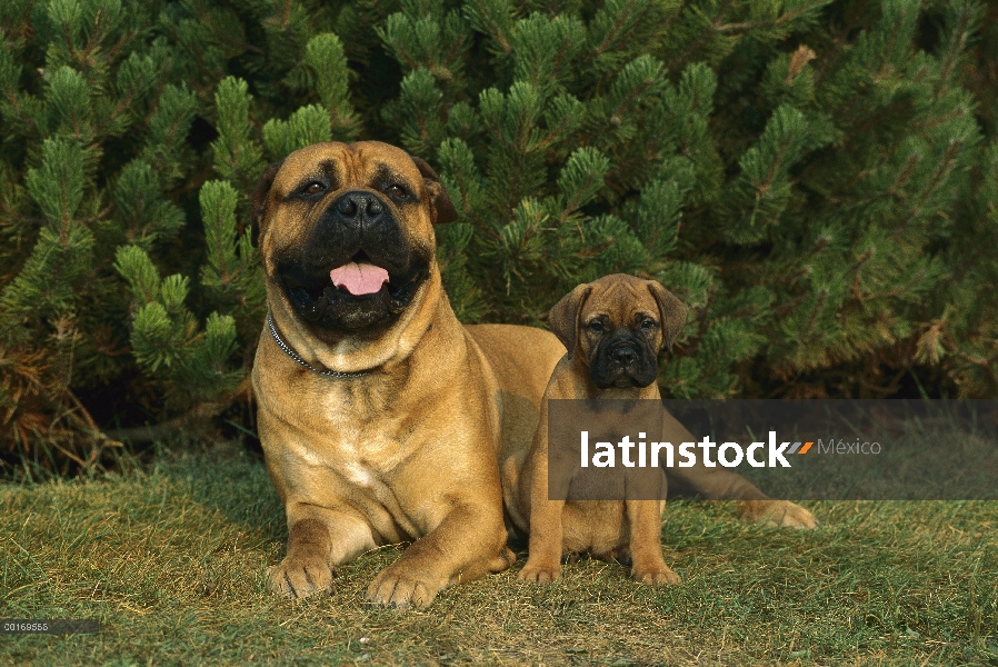 Bullmastiff (Canis familiaris) adulto y cachorro