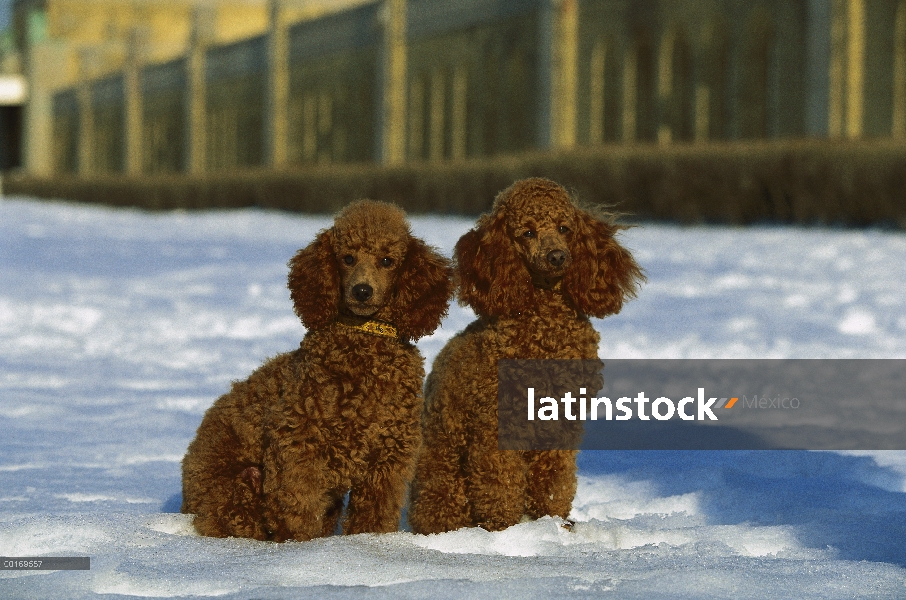 Par de miniatura Poodle (Canis familiaris) en la nieve