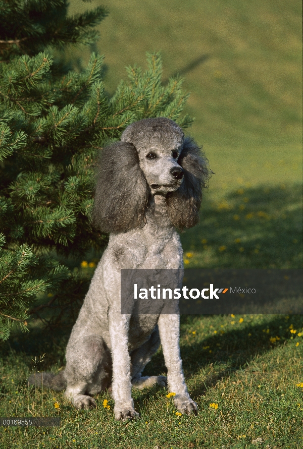 Gris estándar del Caniche (Canis familiaris) colorear sentado en el césped