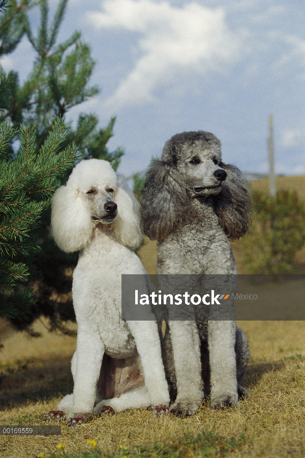 Estándar par de caniche (Canis familiaris) gris sentado en el césped