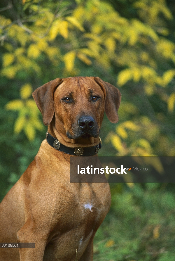 Retrato de Ridgeback de Rodesia Perros (Canis familiaris)