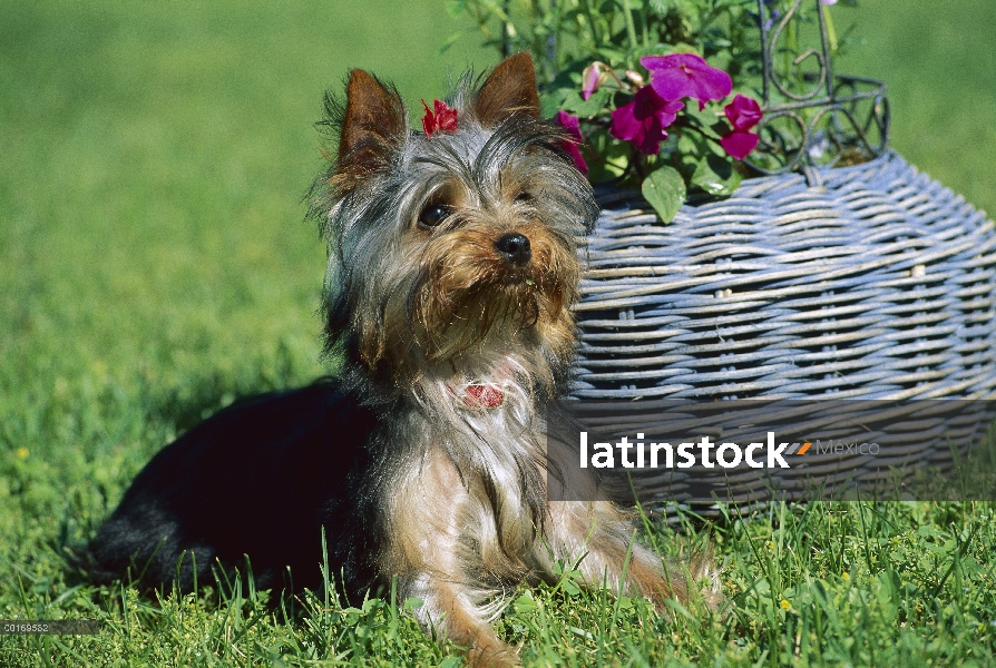 Cachorro de Yorkshire Terrier (Canis familiaris) al lado de la cesta