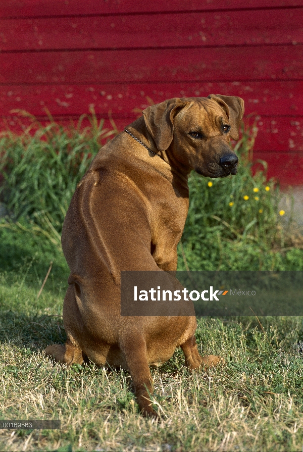 Ridgeback de Rodesia Perros (Canis familiaris) mostrando ridge de tocayo por espalda