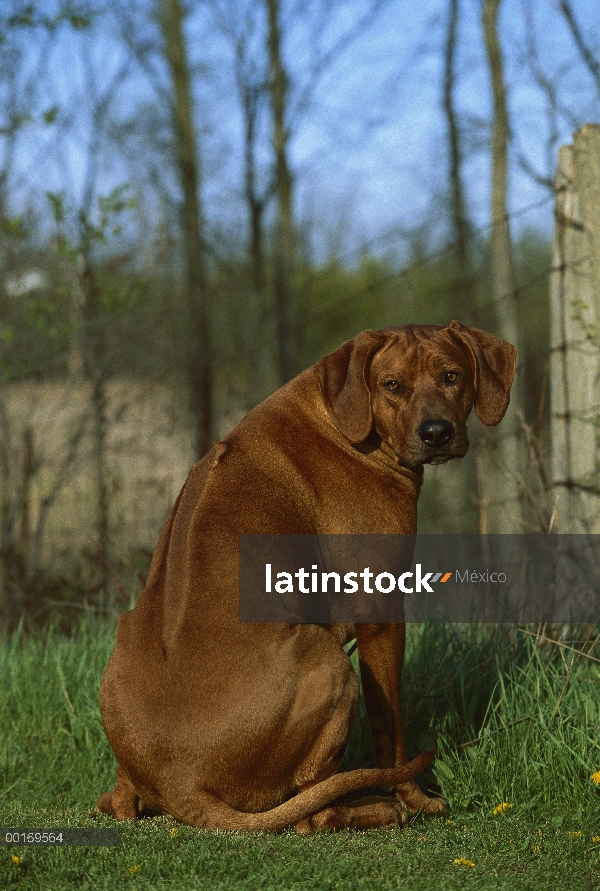 Ridgeback de Rodesia Perros (Canis familiaris) mostrando ridge de tocayo por espalda