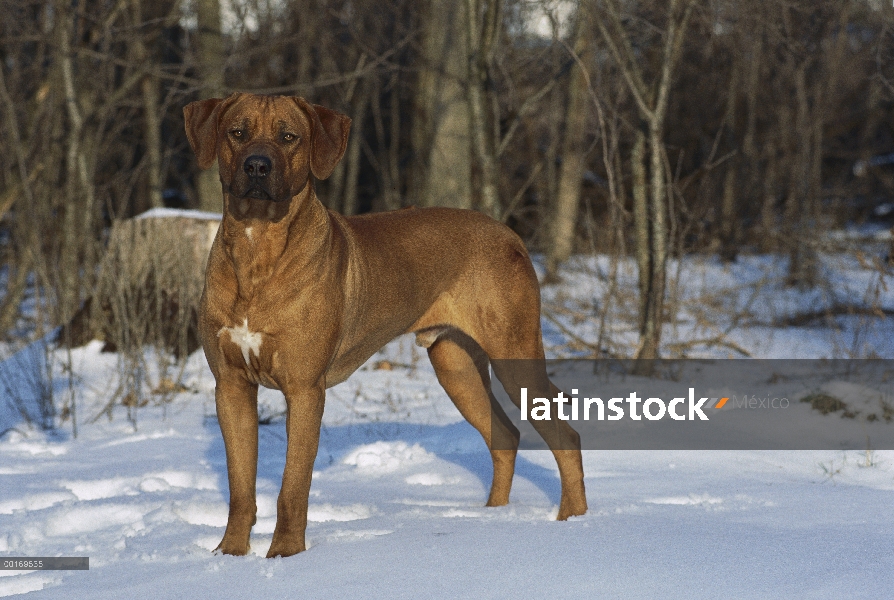 Ridgeback de Rodesia Perros (Canis familiaris) pie macho adulto en la nieve