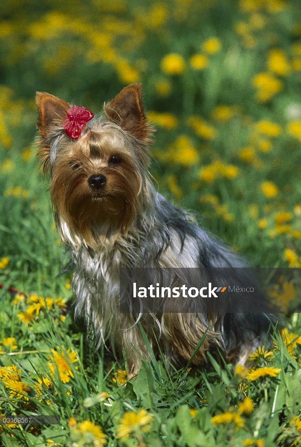 Retrato de Yorkshire Terrier (Canis familiaris) en campo de diente de León