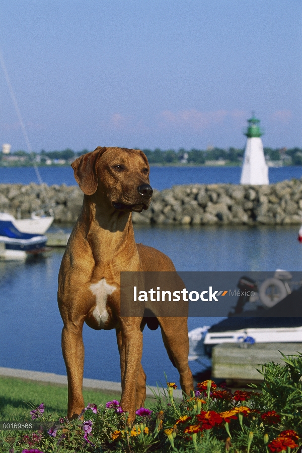 Ridgeback de Rodesia Perros (Canis familiaris) en Puerto