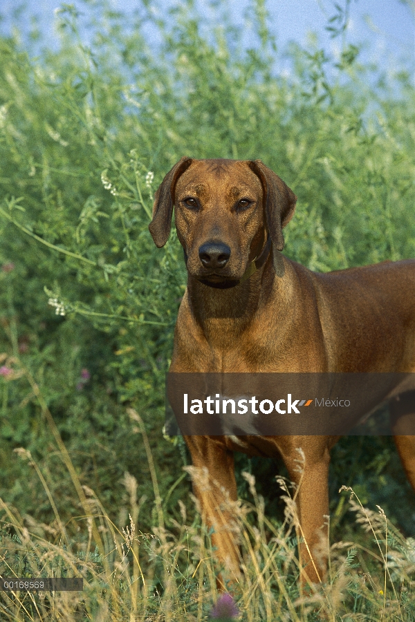 Retrato de adultos Ridgeback de Rodesia Perros (Canis familiaris)