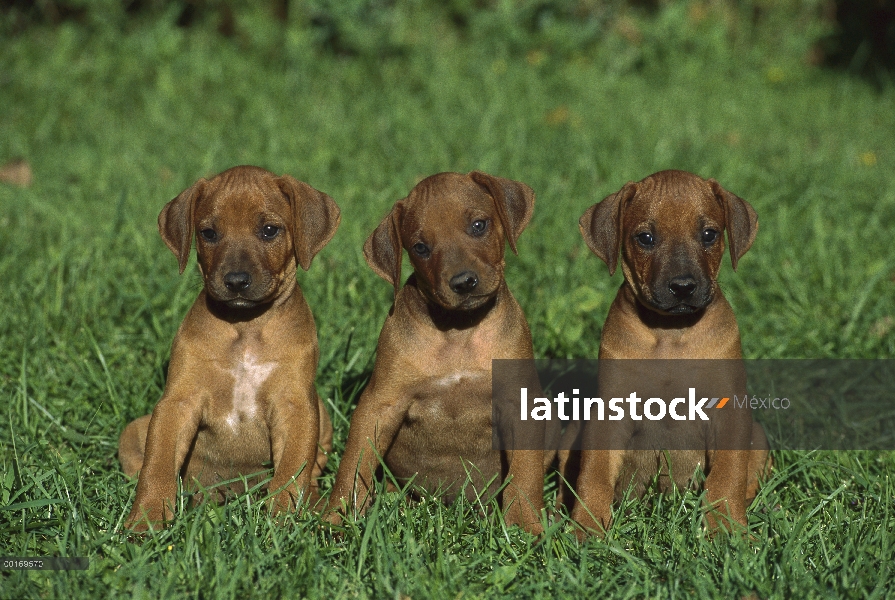 Ridgeback de Rodesia Perros (Canis familiaris) línea de tres cachorros