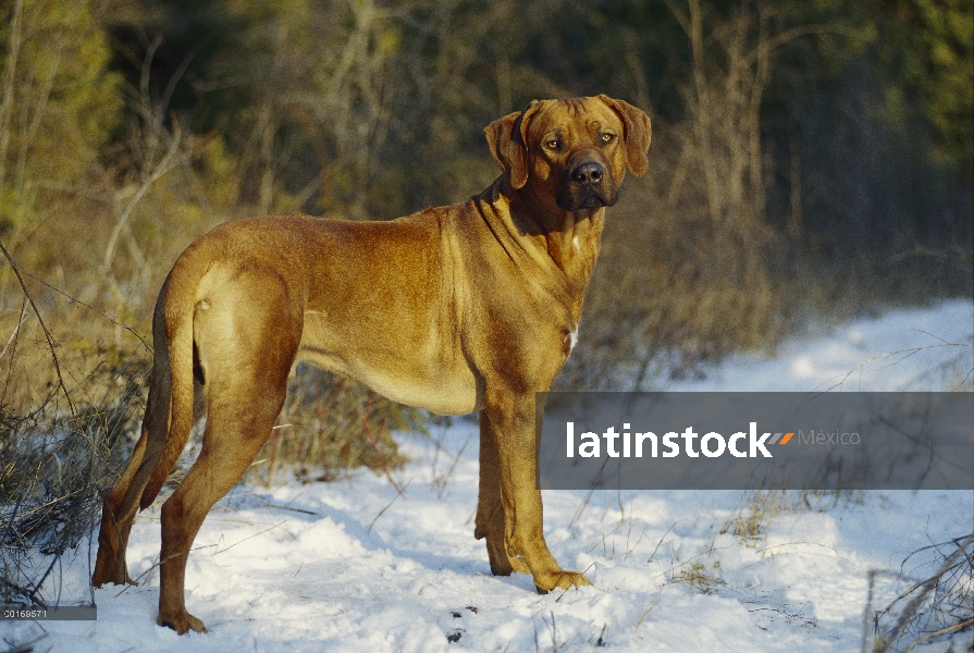 Permanente adultos Ridgeback de Rodesia Perros (Canis familiaris) en camino Nevado