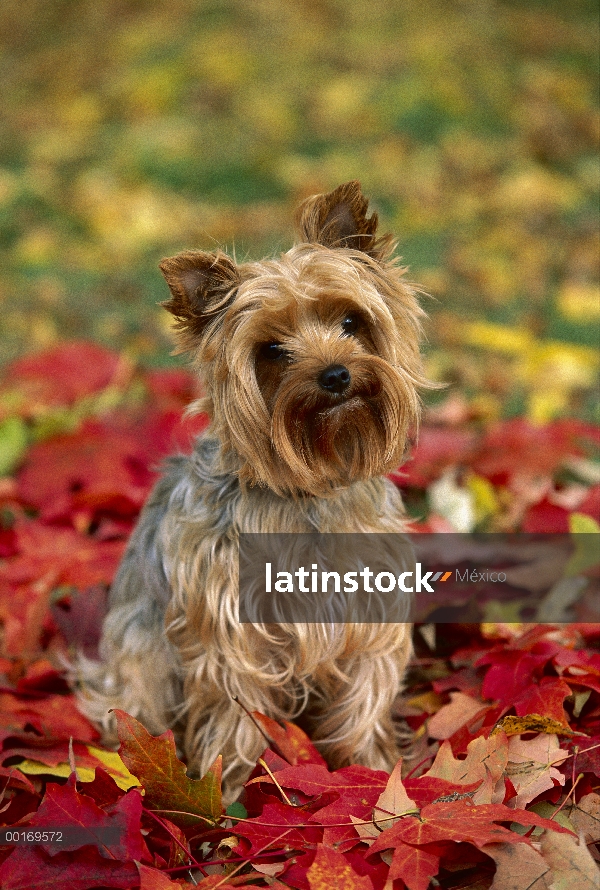 Perrito Yorkshine Terrier (Canis familiaris) sentado en medio de otoño las hojas