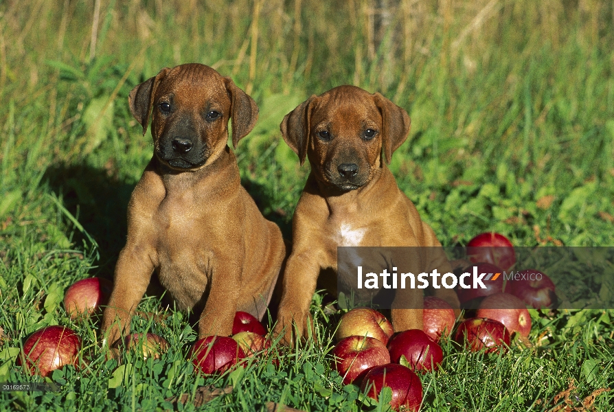 Ridgeback de Rodesia Perros (Canis familiaris) par de perrito sentado en medio de las manzanas