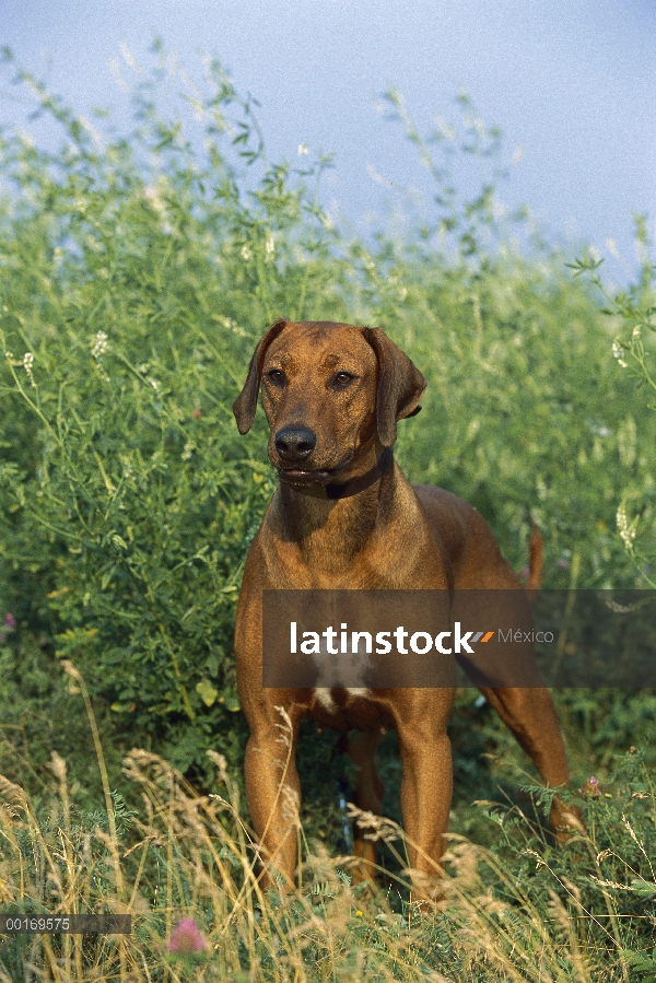 Retrato de adultos Ridgeback de Rodesia Perros (Canis familiaris)