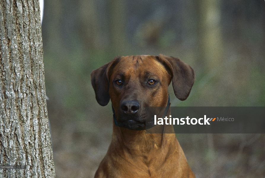 Retrato de Ridgeback de Rodesia Perros (Canis familiaris)