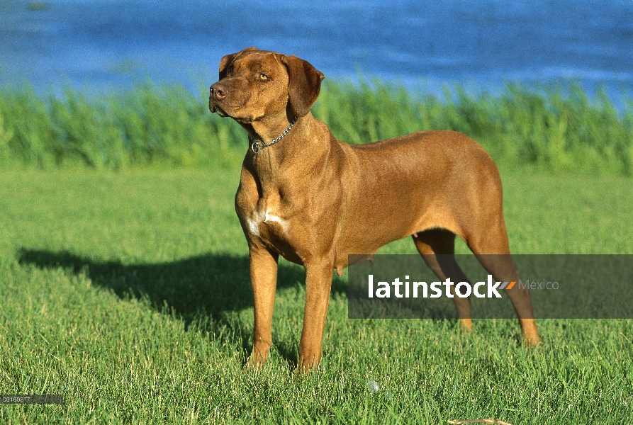 Ridgeback de Rodesia Perros (Canis familiaris) adulto pie femenino sobre césped