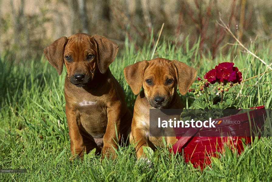 Ridgeback de Rodesia Perros (Canis familiaris) par de perrito sentado al lado de la cesta roja