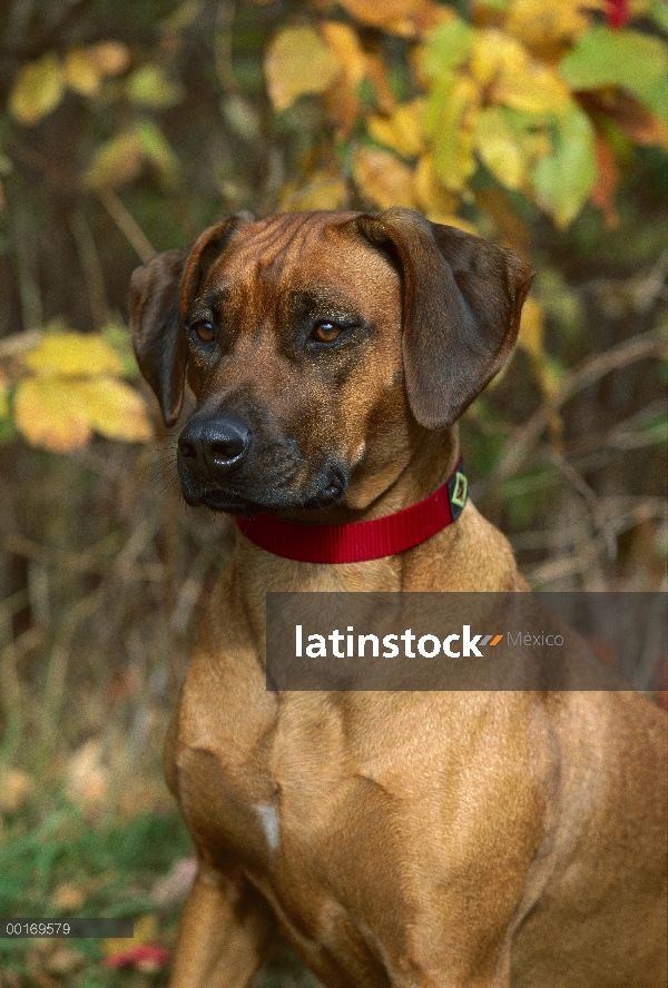 Retrato de adultos Ridgeback de Rodesia Perros (Canis familiaris)