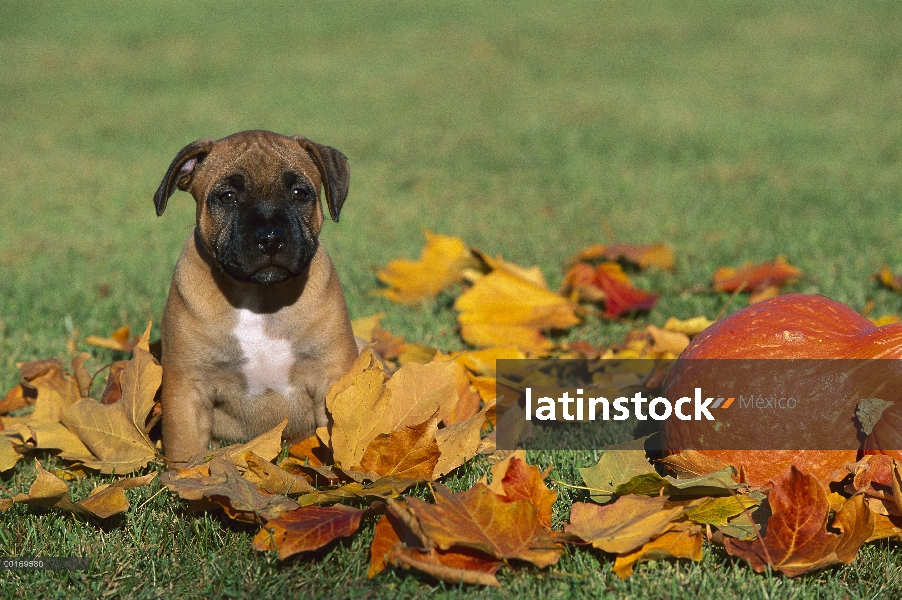 Cachorro de Staffordshire Bull Terrier (Canis familiaris) en otoño las hojas