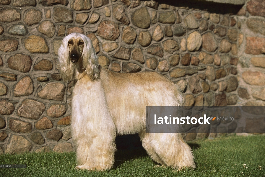 Retrato de perro afgano (Canis familiaris)