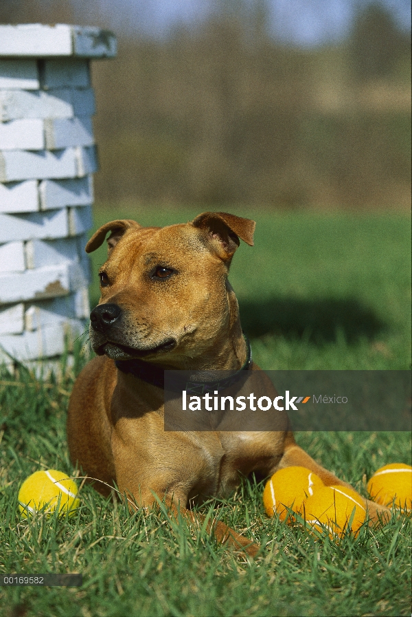 Staffordshire Bull Terrier (Canis familiaris) con pelotas de tenis