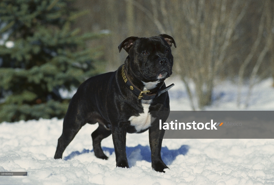 Retrato de Staffordshire Bull Terrier (Canis familiaris) en la nieve