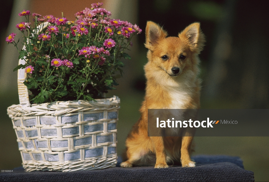 Chihuahua pelo largo (Canis familiaris) sentado junto a Rosa áster en cesta