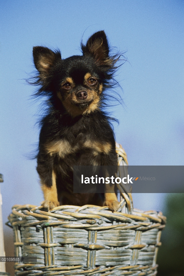 Chihuahua pelo largo (Canis familiaris) en la cesta