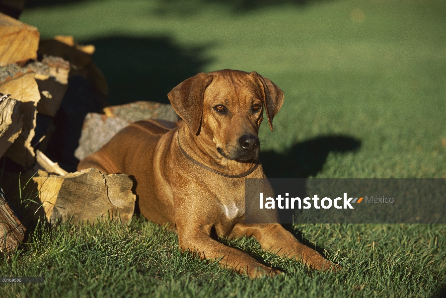 Ridgeback de Rodesia Perros (Canis familiaris) tendido junto a la pila de madera