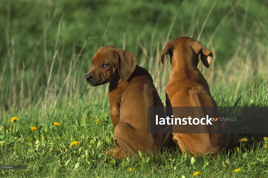 Ridgeback de Rodesia Perros (Canis familiaris) par de cachorros que canto de signature en su pelaje