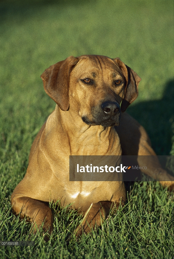 Rhodesian Ridgeback (Canis familiaris) colocación