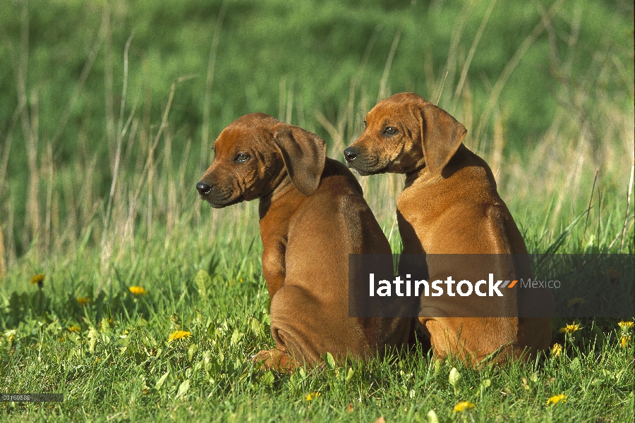 Ridgeback de Rodesia Perros (Canis familiaris) par de cachorros que canto de signature en su pelaje